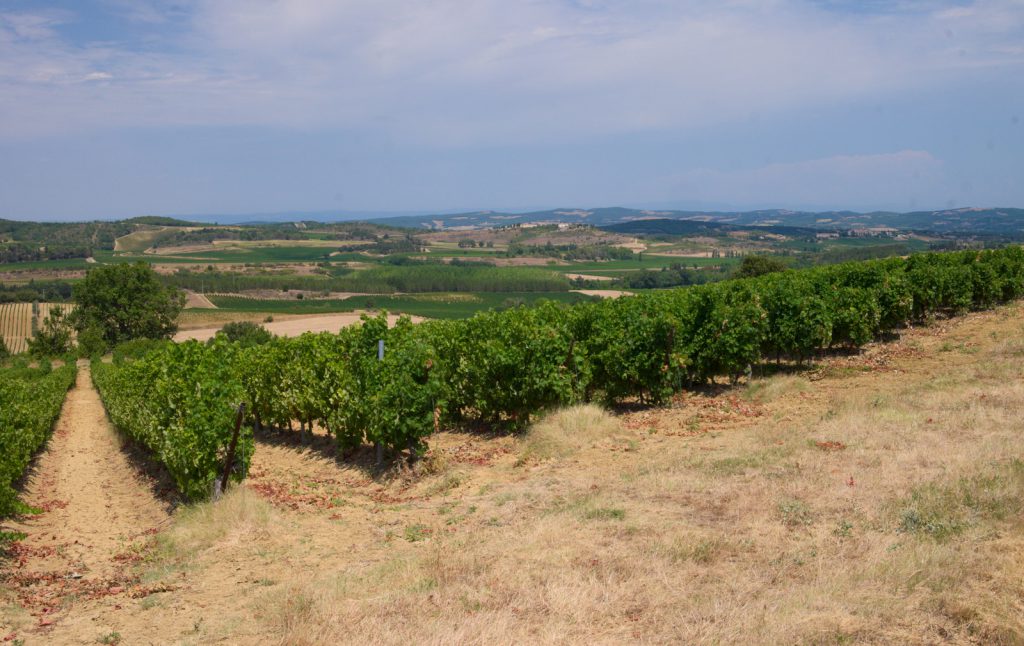 Rychle vystřídaná Francouzskou krajinou vinic