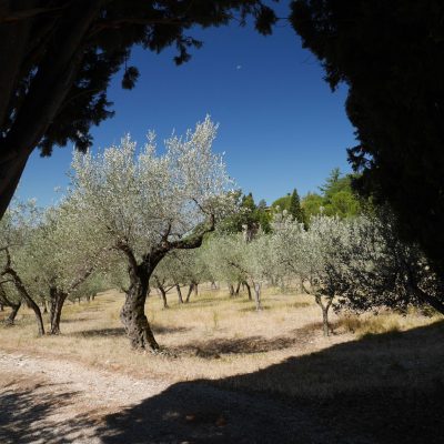 olivový háj za Assisi