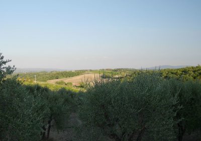 olivovníky za San Gimignanem