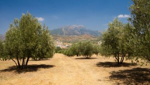 Za olivovníky hora Maroma 2069m