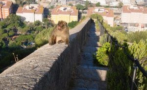 Na skále nad městem z turistů žijí makaci